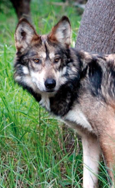 RECUPERACIÓN DEL LOBO MEXICANO
