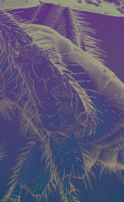 MICROSCOPIO ELECTRÓNICO DE BARRIDO