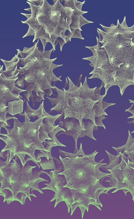 UNIDAD MICROSCOPÍA AVANZADA