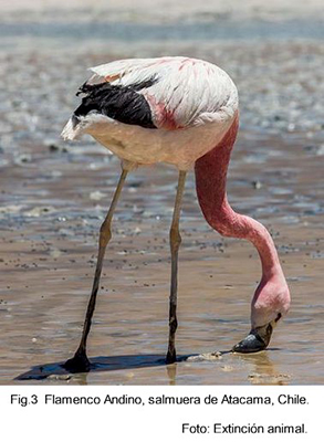 Flamenco andino