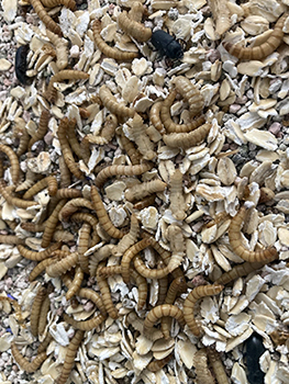 Figura 3. Colonia de larvas de T. molitor. Autor: Edna Díaz