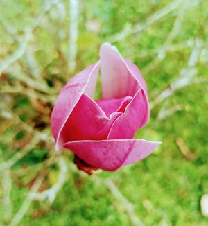 Magnolia tulipán