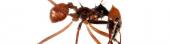 Limpieza de las hormigas cortadoras - un nido limpio habla bien de quien lo usa