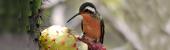 El efecto peninsular: Baja California y sus gradientes de diversidad aviar