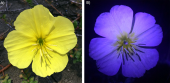 Las flores: señales y engaños para atraer visitantes florales