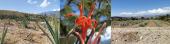Psittacanthus auriculatus, una historia con mezcal oaxacaqueño