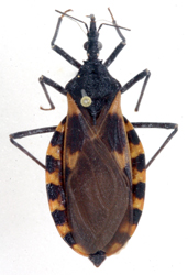 Chinche hematófaga Triatoma dimidiata (Hemiptera: Reduviidae) Foto: César Sandoval-Ruiz